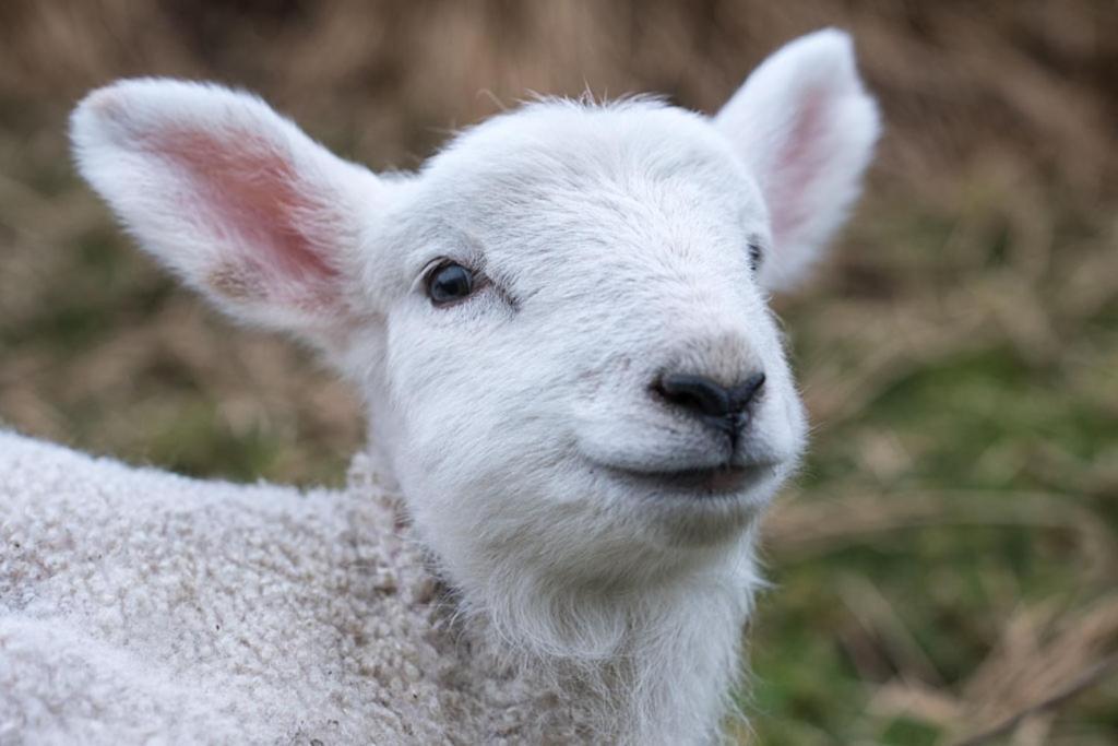 Devlin Farm Life Villa Westport Luaran gambar
