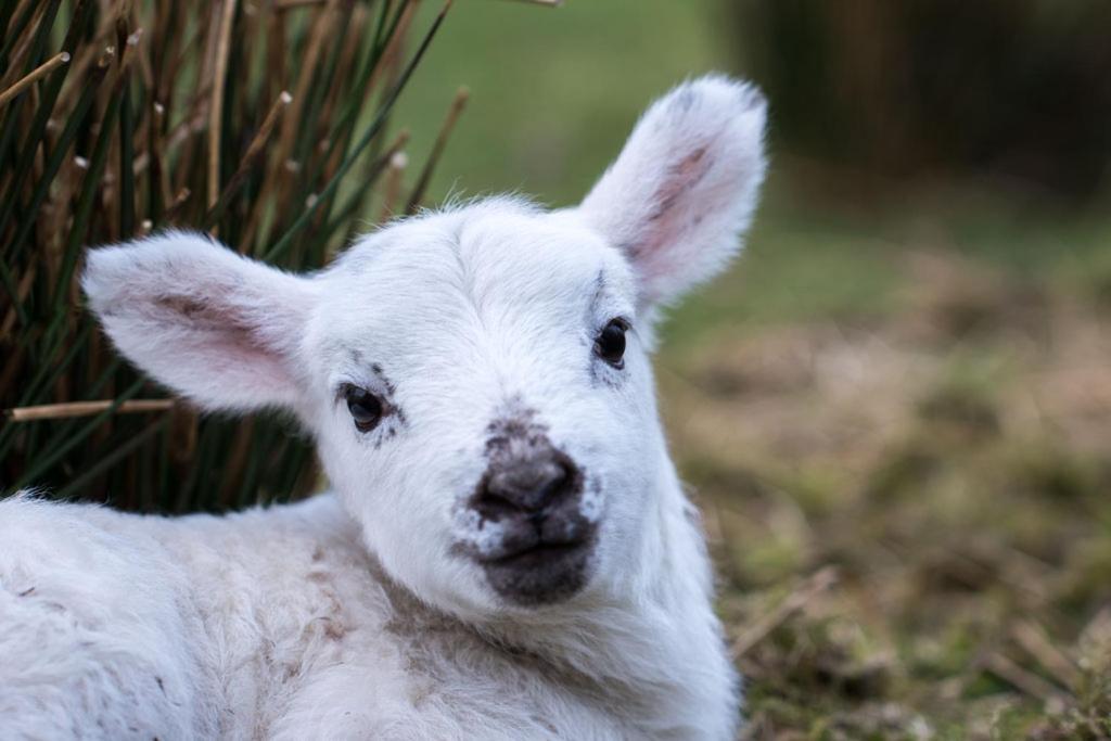 Devlin Farm Life Villa Westport Luaran gambar